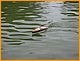 Wicksteed2010_Boats_-074.JPG